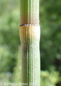 common scouring-rush (<em>Equisetum hyemale ssp. affine</em>)