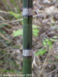common scouring-rush (<em>Equisetum hyemale ssp. affine</em>)