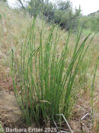 common scouring-rush (<em>Equisetum hyemale ssp. affine</em>)