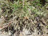 stinkgrass (<em>Eragrostis cilianensis</em>)