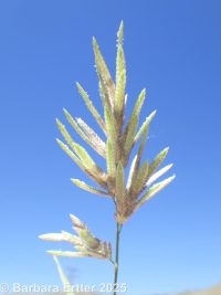 stinkgrass (<em>Eragrostis cilianensis</em>)