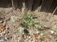 stinkgrass (<em>Eragrostis cilianensis</em>)