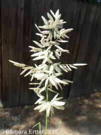 stinkgrass (<em>Eragrostis cilianensis</em>)