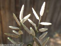 stinkgrass (<em>Eragrostis cilianensis</em>)