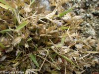 creeping or teal lovegrass (<em>Eragrostis hypnoides</em>)