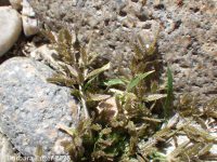 creeping or teal lovegrass (<em>Eragrostis hypnoides</em>)
