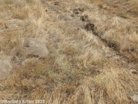 Mexican lovegrass (<em>Eragrostis mexicana ssp. virescens</em>)