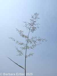 Mexican lovegrass (<em>Eragrostis mexicana ssp. virescens</em>)
