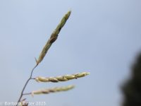 Mexican lovegrass (<em>Eragrostis mexicana ssp. virescens</em>)
