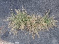 little lovegrass (<em>Eragrostis minor</em>)