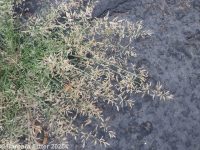 little lovegrass (<em>Eragrostis minor</em>)