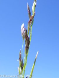 tufted lovegrass (<em>Eragrostis pectinacea var. pectinacea</em>)