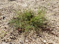 tufted lovegrass (<em>Eragrostis pectinacea var. pectinacea</em>)