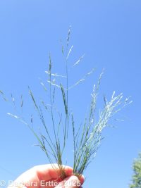 tufted lovegrass (<em>Eragrostis pectinacea var. pectinacea</em>)