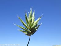 annual wheatgrass (<em>Eremopyrum triticeum</em>)