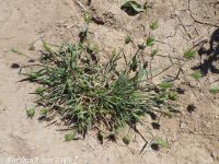 annual wheatgrass (<em>Eremopyrum triticeum</em>)