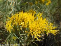  (<em>Ericameria nauseosa var. graveolens</em>)