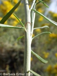  (<em>Ericameria nauseosa var. graveolens</em>)