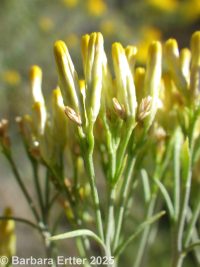  (<em>Ericameria nauseosa var. graveolens</em>)