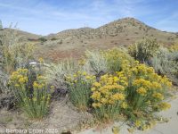  (<em>Ericameria nauseosa var. graveolens</em>)