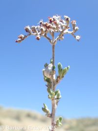 Great Basin buckwheat, slender buckwheat (<em>Eriogonum microtheca var. laxiflorum</em>)