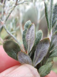 Great Basin buckwheat, slender buckwheat (<em>Eriogonum microtheca var. laxiflorum</em>)