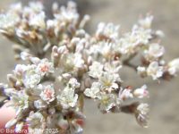 Great Basin buckwheat, slender buckwheat (<em>Eriogonum microtheca var. laxiflorum</em>)