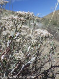 Great Basin buckwheat, slender buckwheat (<em>Eriogonum microtheca var. laxiflorum</em>)