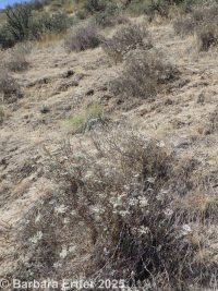 Great Basin buckwheat, slender buckwheat (<em>Eriogonum microtheca var. laxiflorum</em>)