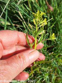 spreading wallflower (<em>Erysimum repandum</em>)
