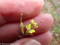 spreading wallflower (<em>Erysimum repandum</em>)