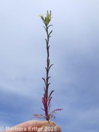 spreading wallflower (<em>Erysimum repandum</em>)