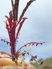 spreading wallflower (<em>Erysimum repandum</em>)