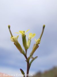 spreading wallflower (<em>Erysimum repandum</em>)