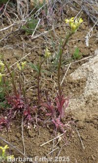 spreading wallflower (<em>Erysimum repandum</em>)