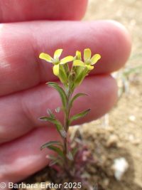 spreading wallflower (<em>Erysimum repandum</em>)