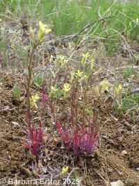 spreading wallflower (<em>Erysimum repandum</em>)