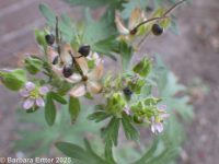 Carolina geranium (<em>Geranium carolinianum</em>)