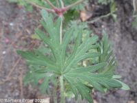 Carolina geranium (<em>Geranium carolinianum</em>)