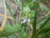 Carolina geranium (<em>Geranium carolinianum</em>)