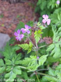herb-Robert (<em>Geranium robertianum</em>)