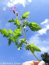 herb-Robert (<em>Geranium robertianum</em>)