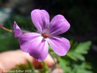 herb-Robert (<em>Geranium robertianum</em>)
