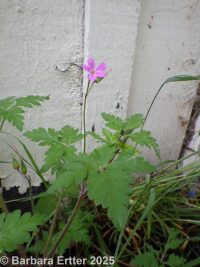 herb-Robert (<em>Geranium robertianum</em>)