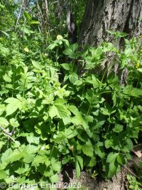 common or wood avens (<em>Geum urbanum</em>)