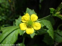 common or wood avens (<em>Geum urbanum</em>)