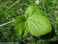 common or wood avens (<em>Geum urbanum</em>)