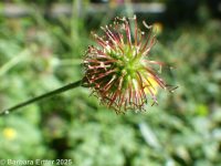 common or wood avens (<em>Geum urbanum</em>)