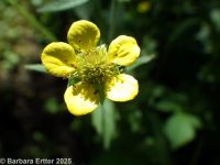 common or wood avens (<em>Geum urbanum</em>)