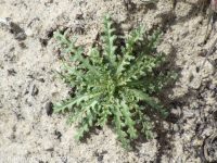 rosy or sinuate gilia (<em>Gilia sinuata</em>)